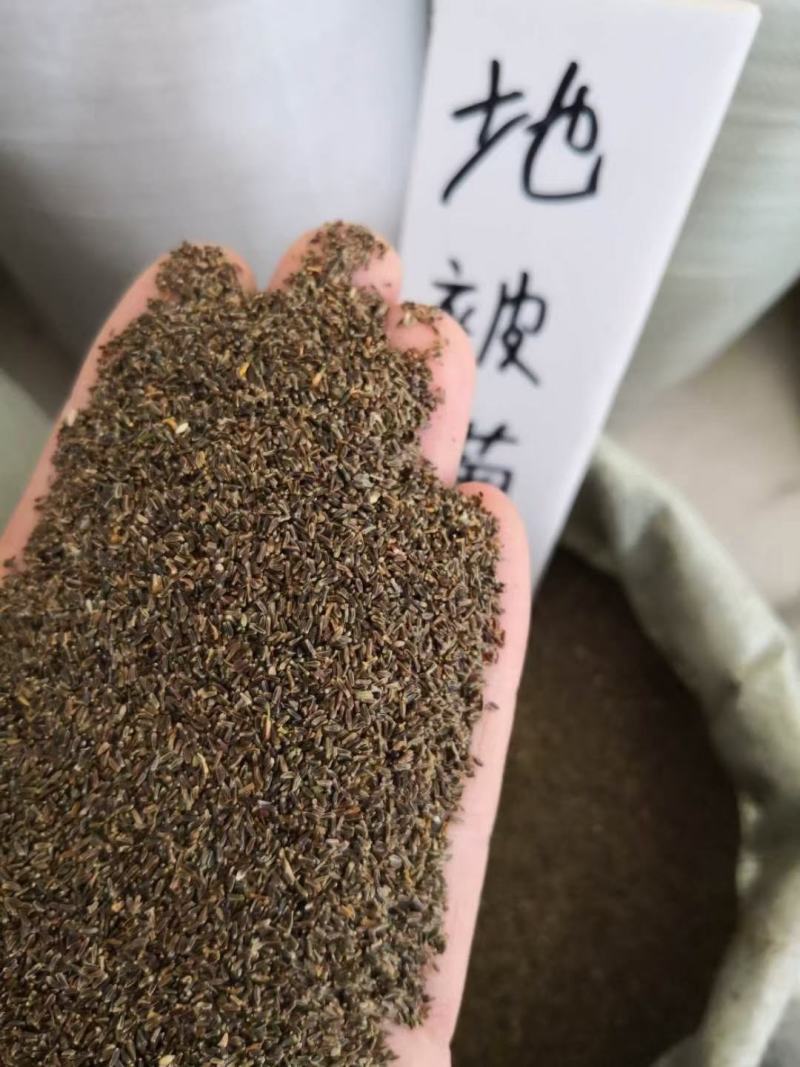 茼蒿菊种子玛格丽特花卉种子花卉盆景室内阳台花卉种子籽
