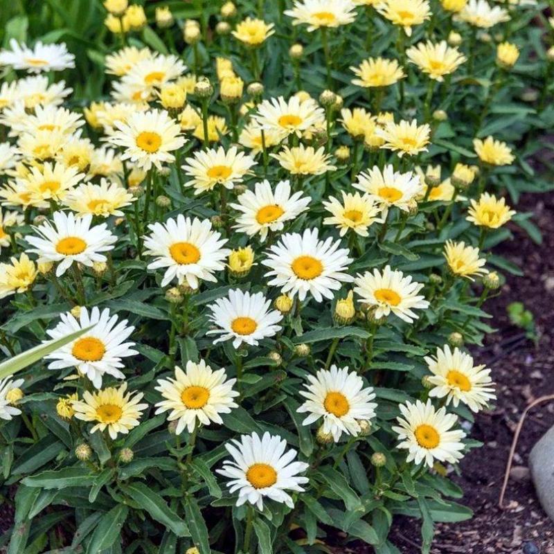 西洋滨菊花种子大洋滨菊种子四季播开花多年生室外花海种籽子