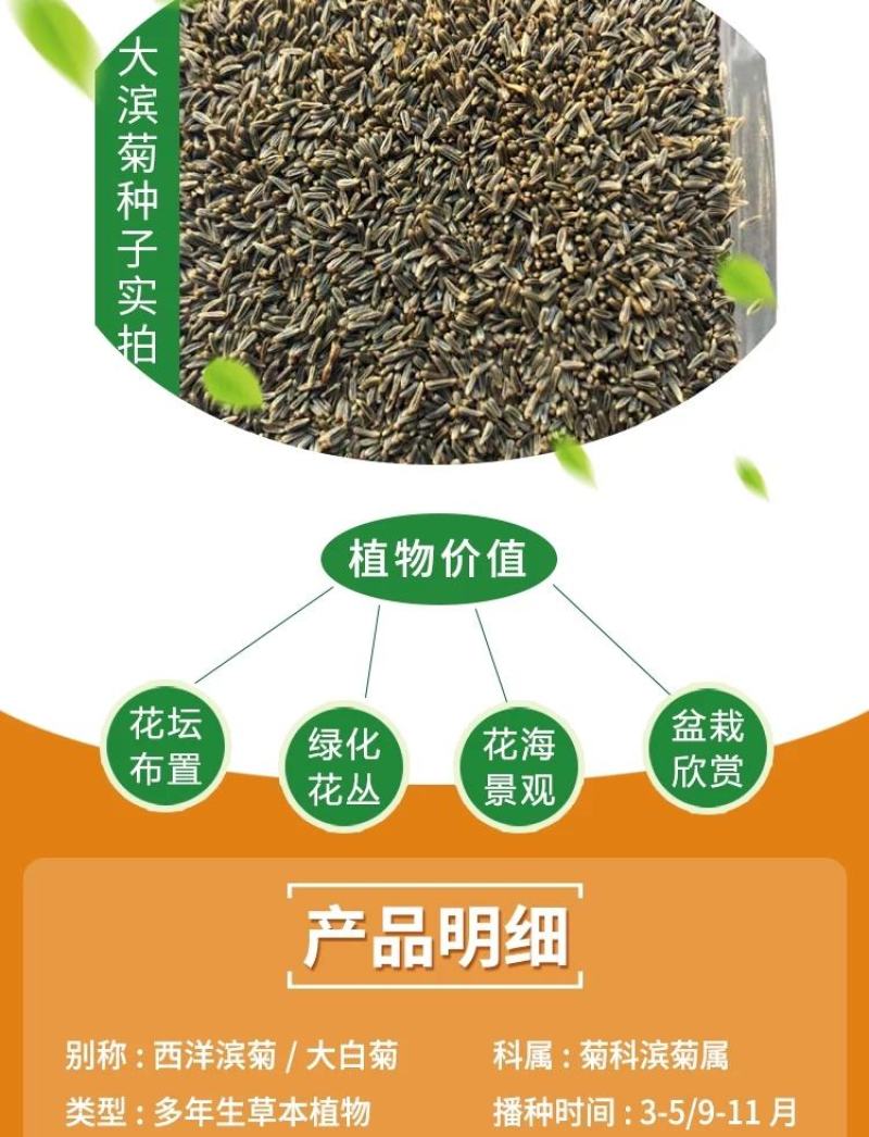 西洋滨菊花种子大洋滨菊种子四季播开花多年生室外花海种籽子