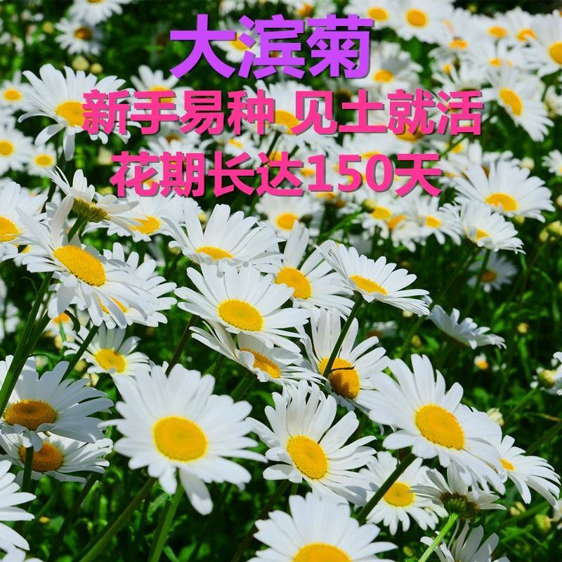 西洋滨菊花种子大洋滨菊种子四季播开花多年生室外花海种籽子