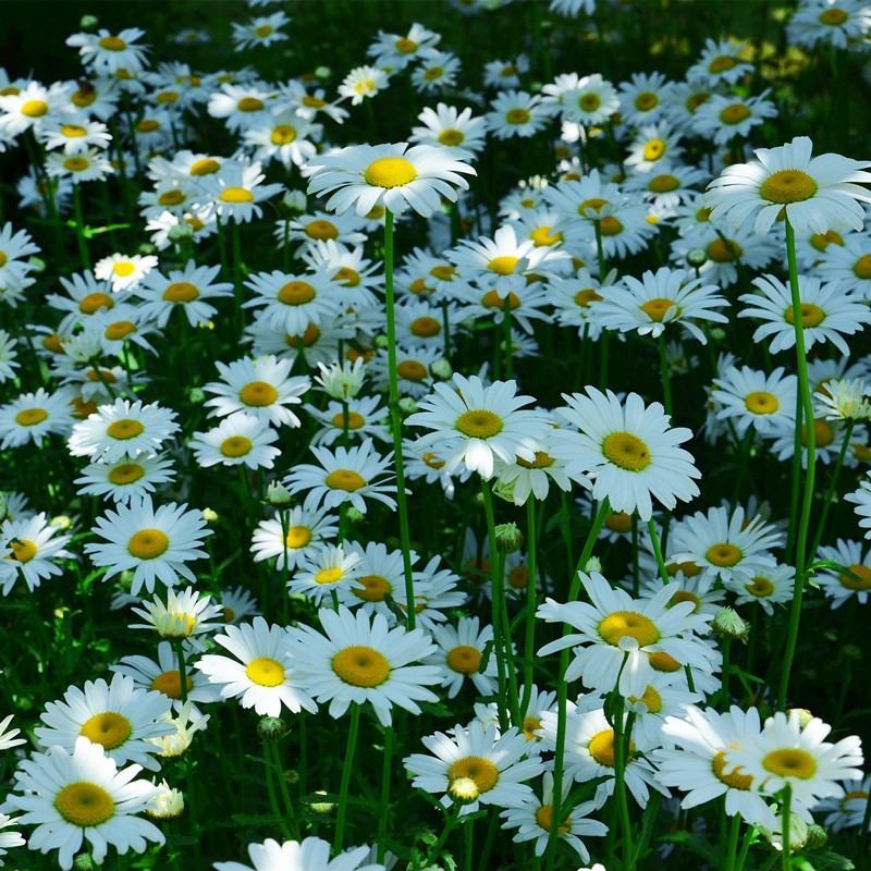 西洋滨菊花种子大洋滨菊种子四季播开花多年生室外花海种籽子