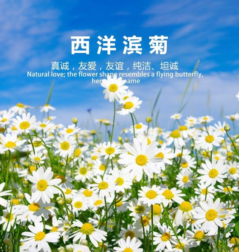 西洋滨菊花种子大洋滨菊种子四季播开花多年生室外花海种籽子