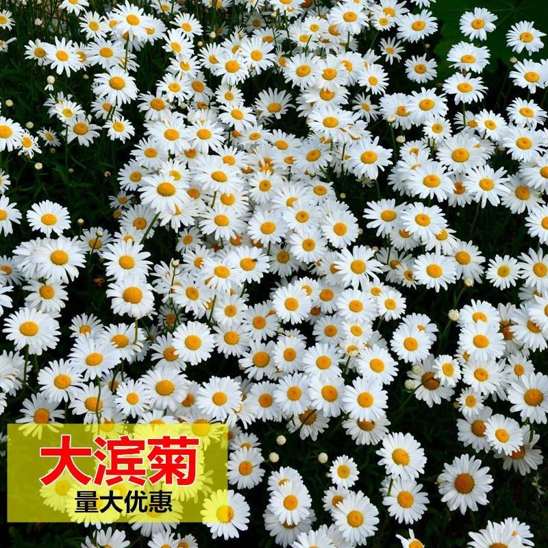 西洋滨菊花种子大洋滨菊种子四季播开花多年生室外花海种籽子