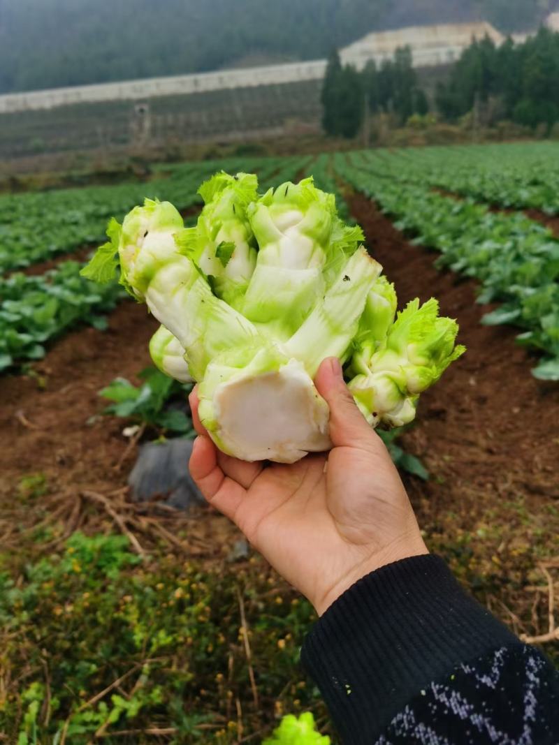 黔西南州兴义市十里坪又大又靓儿菜