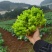 黔西南州兴义市十里坪又大又靓儿菜