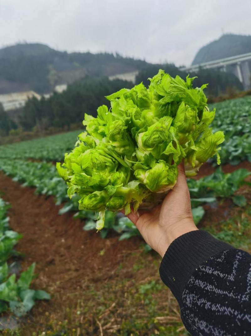 黔西南州兴义市十里坪又大又靓儿菜