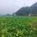 黔西南州兴义市十里坪又大又靓儿菜