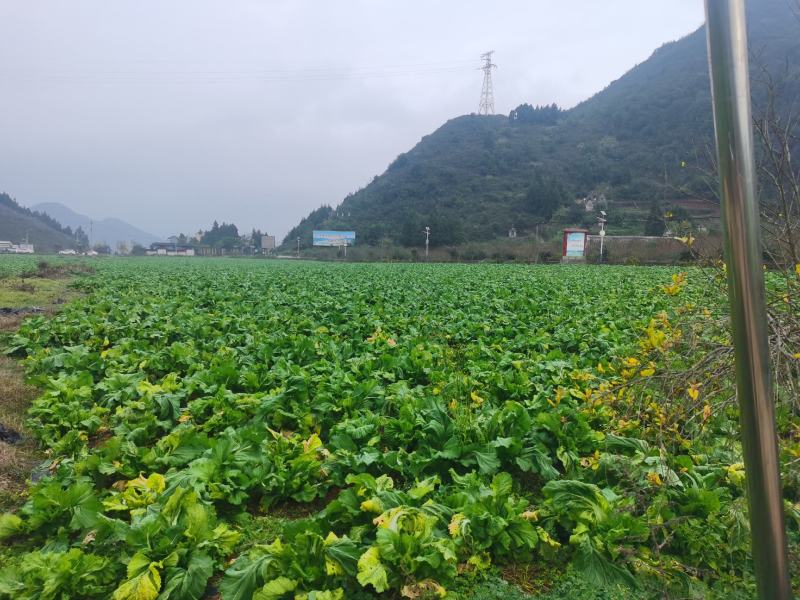 黔西南州兴义市十里坪又大又靓儿菜