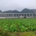 黔西南州兴义市十里坪又大又靓儿菜