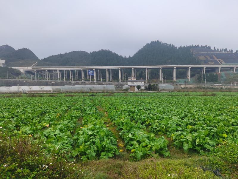 黔西南州兴义市十里坪又大又靓儿菜