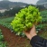 黔西南州兴义市十里坪又大又靓儿菜