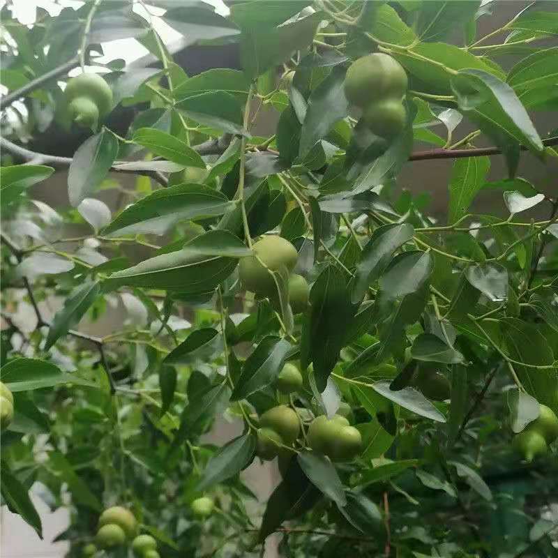葫芦枣树苗活苗当年结果地栽枣子树苗南方北方种植枣树嫁接苗
