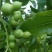 葫芦枣树苗活苗当年结果地栽枣子树苗南方北方种植枣树嫁接苗