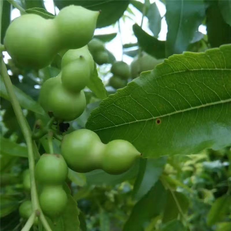葫芦枣树苗活苗当年结果地栽枣子树苗南方北方种植枣树嫁接苗