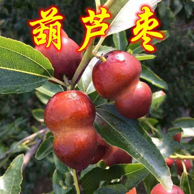 葫芦枣树苗活苗当年结果地栽枣子树苗南方北方种植枣树嫁接苗