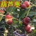 葫芦枣树苗活苗当年结果地栽枣子树苗南方北方种植枣树嫁接苗