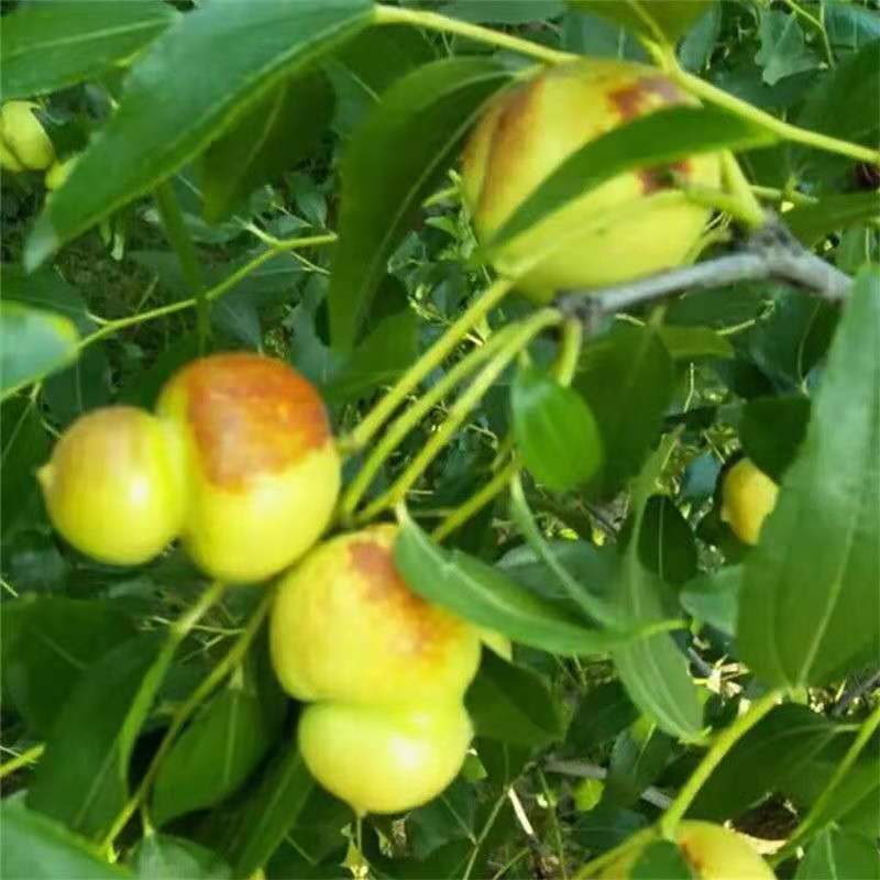 葫芦枣树苗活苗当年结果地栽枣子树苗南方北方种植枣树嫁接苗
