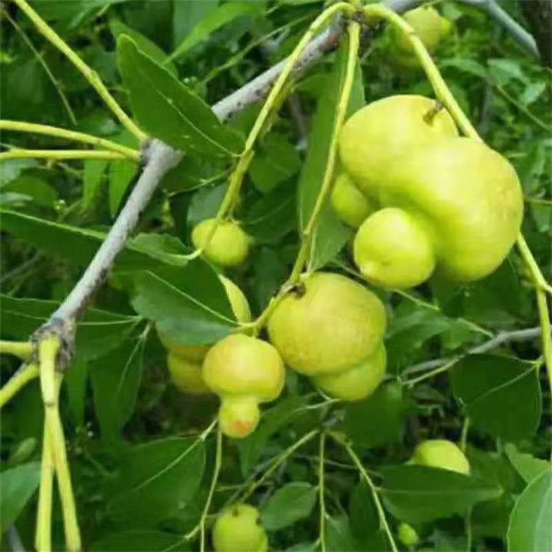 葫芦枣树苗活苗当年结果地栽枣子树苗南方北方种植枣树嫁接苗