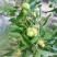 葫芦枣树苗活苗当年结果地栽枣子树苗南方北方种植枣树嫁接苗