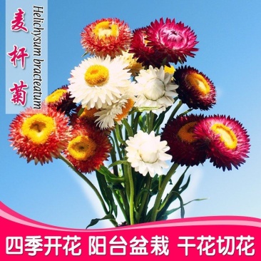 麦秆菊种子腊菊干花菊景观绿化盆栽花卉阳台园艺切花观花种籽