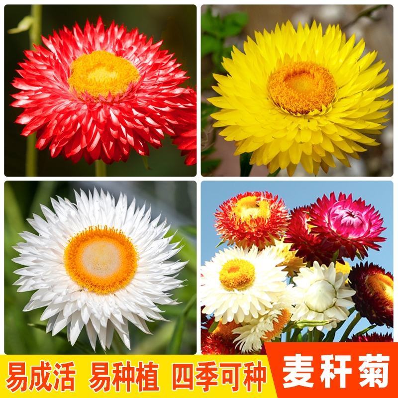 麦秆菊种子腊菊干花菊景观绿化盆栽花卉阳台园艺切花观花种籽