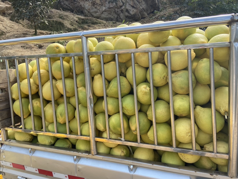 沙田柚果园应用滴灌施肥系统的现代化场景