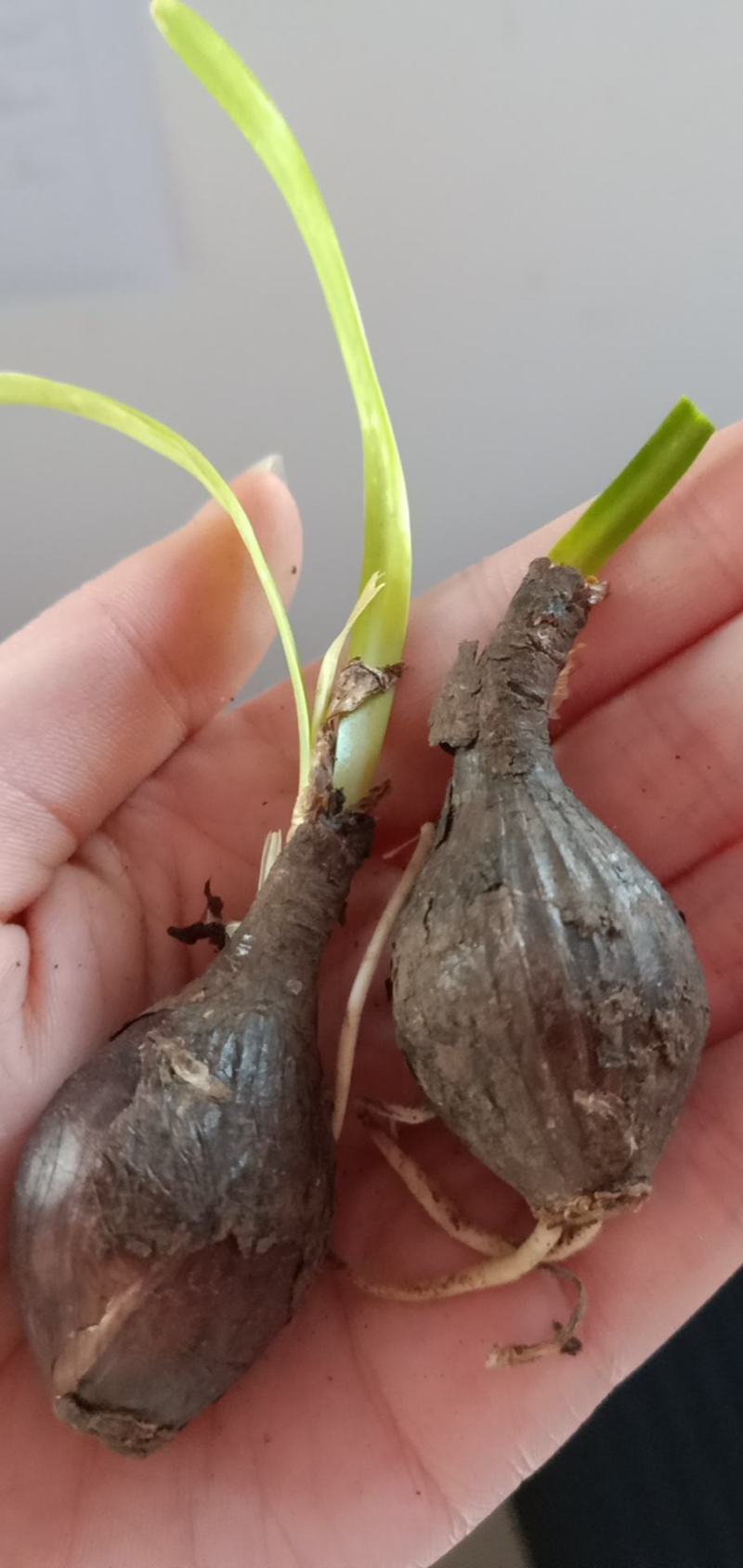 彼岸花种球彼岸花种子石蒜种子多年生花卉养不死的开花机器