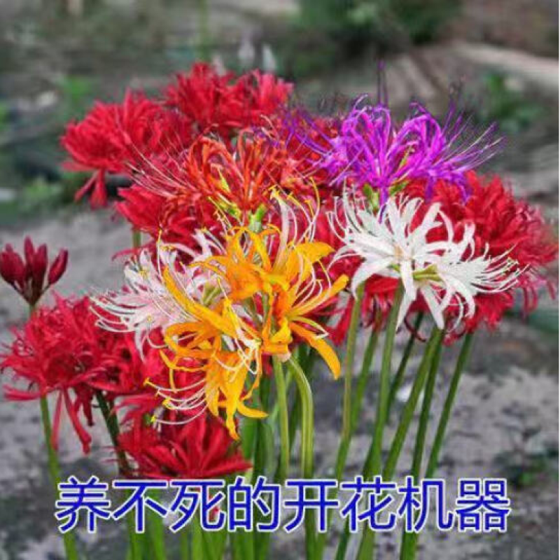 彼岸花种球彼岸花种子石蒜种子多年生花卉养不死的开花机器
