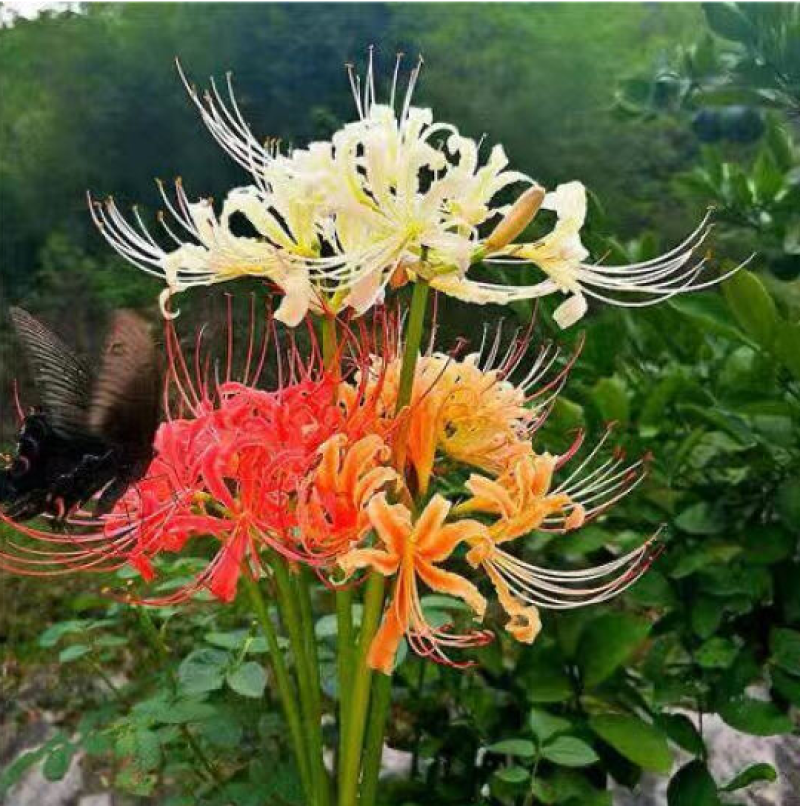彼岸花种球彼岸花种子石蒜种子多年生花卉养不死的开花机器