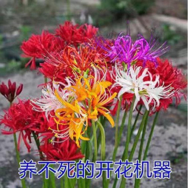 彼岸花种球彼岸花种子石蒜种子多年生花卉养不死的开花机器