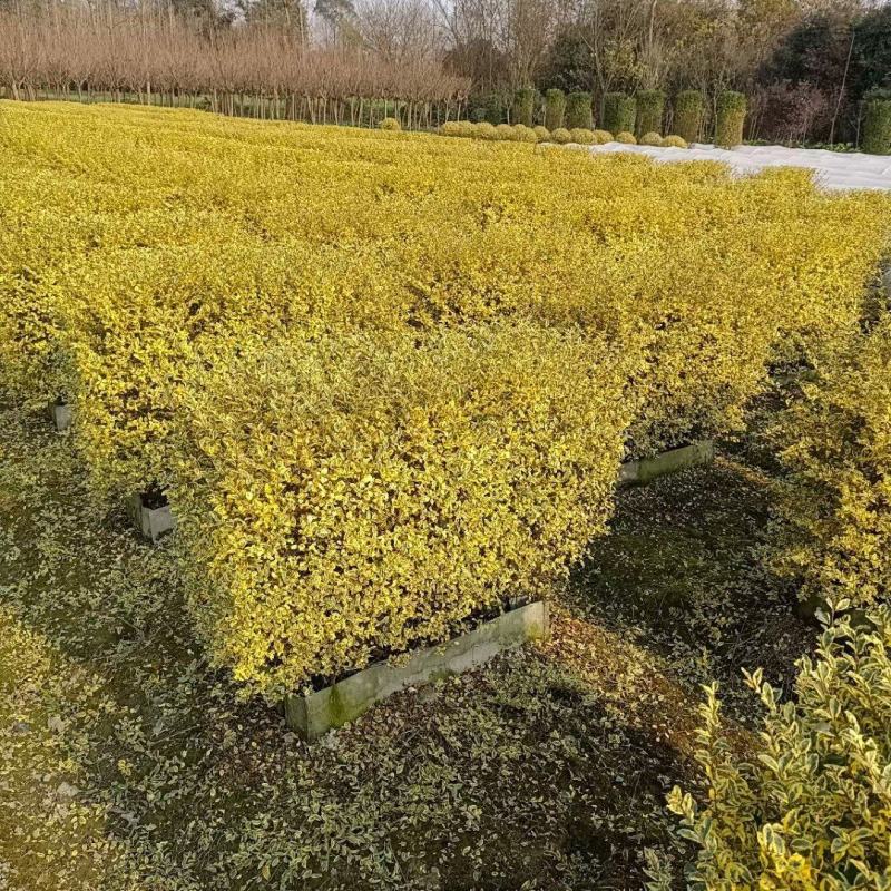 银姬小女贞植物挡墙绿篱隔断花镜庭院植物成都苗木基地供应