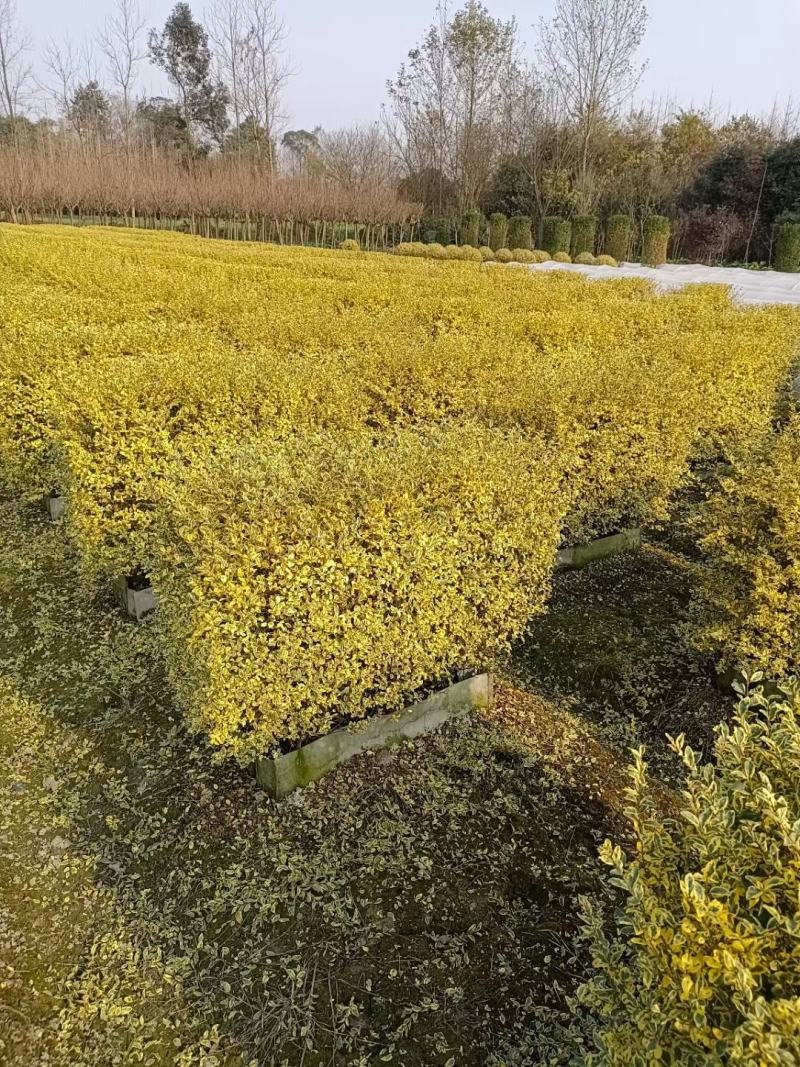银姬小女贞植物挡墙绿篱隔断花镜庭院植物成都苗木基地供应