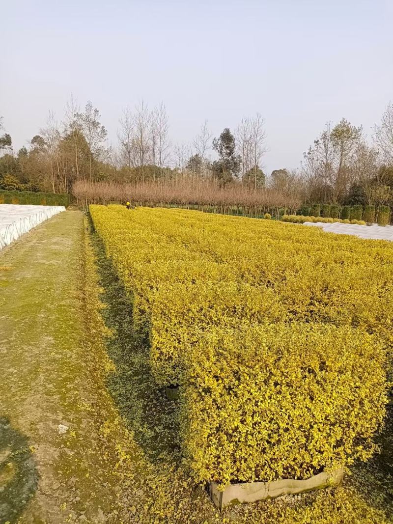 银姬小女贞植物挡墙绿篱隔断花镜庭院植物成都苗木基地供应