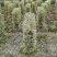 银姬小女贞植物挡墙绿篱隔断花镜庭院植物成都苗木基地供应