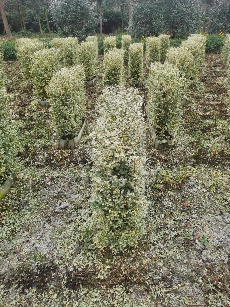 银姬小女贞植物挡墙绿篱隔断花镜庭院植物成都苗木基地供应