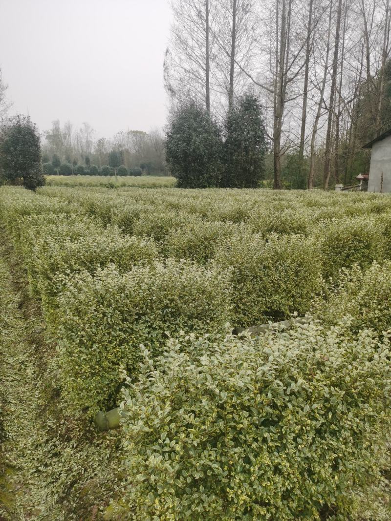 银姬小女贞植物挡墙绿篱隔断花镜庭院植物成都苗木基地供应