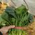 菠菜，大叶小叶菠菜大量有货，质量好价格低，基地直供！