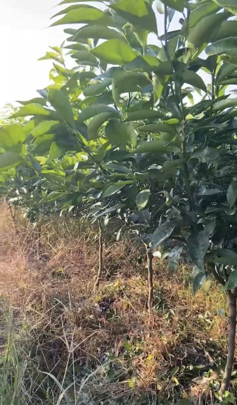 （牛）广西正宗沃柑苗，砂糖橘，金秋，免费指导种植技术