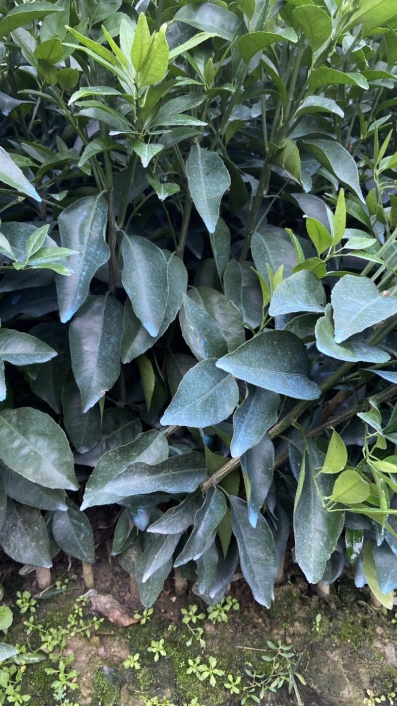 （牛）广西正宗沃柑苗，砂糖橘，金秋，免费指导种植技术