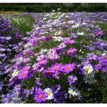 五色菊种子春秋播种阳台花坛盆栽花卉景观花海花卉种子籽