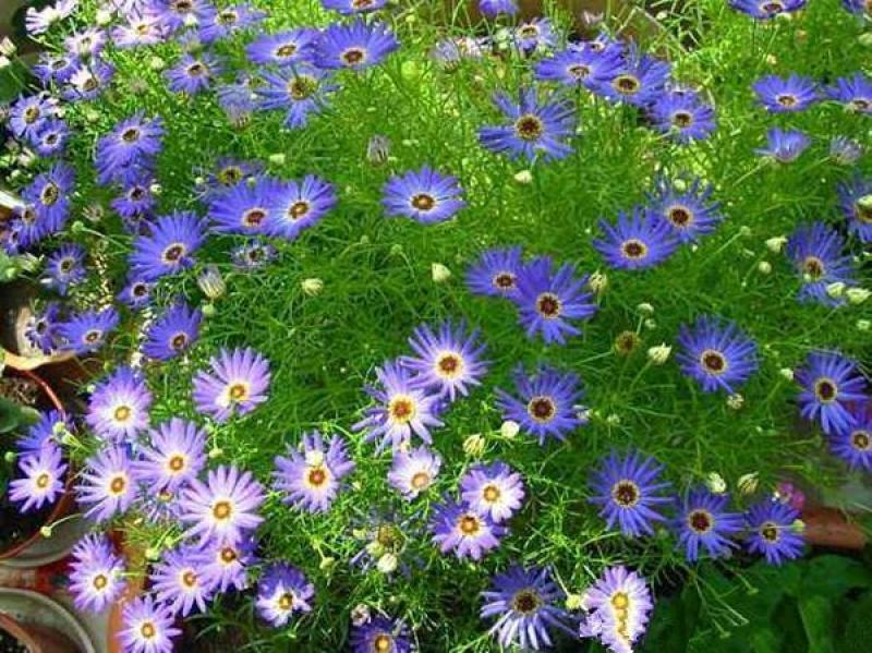 五色菊种子春秋播种阳台花坛盆栽花卉景观花海花卉种子籽