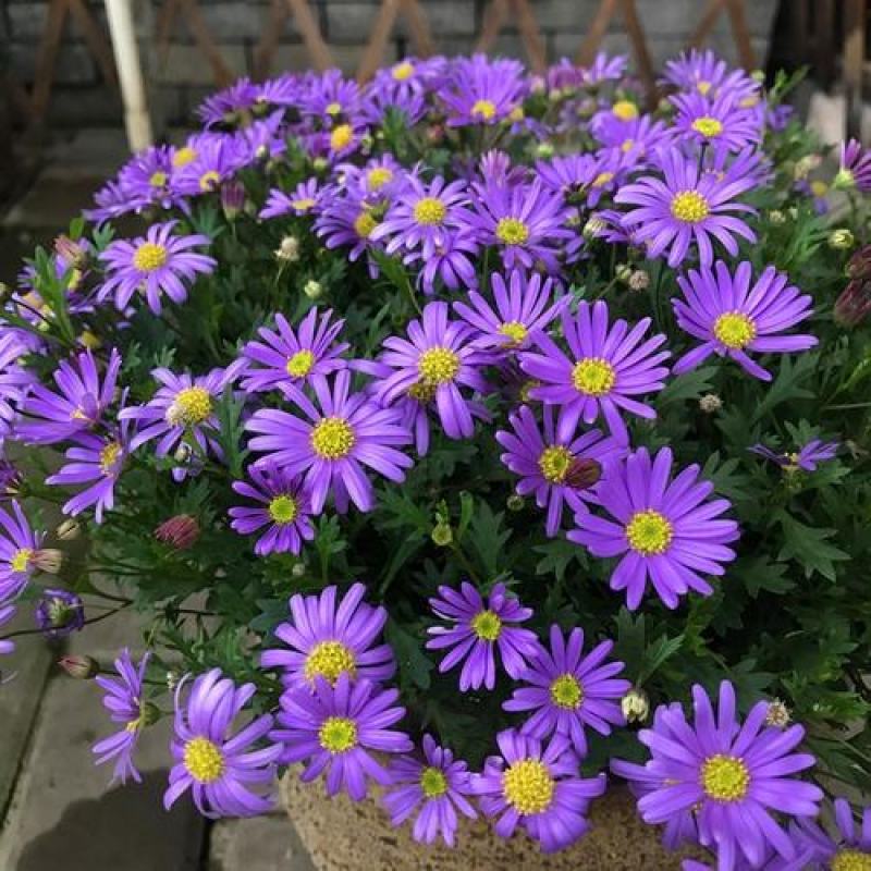 五色菊种子春秋播种阳台花坛盆栽花卉景观花海花卉种子籽