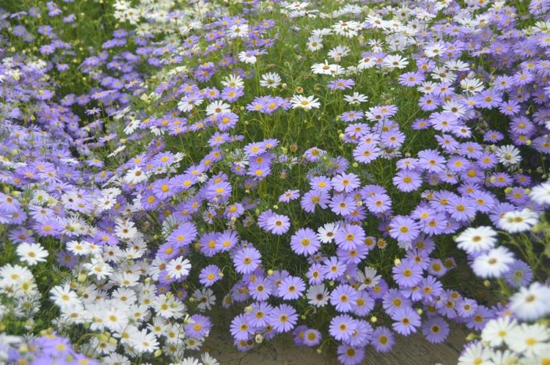 五色菊种子春秋播种阳台花坛盆栽花卉景观花海花卉种子籽