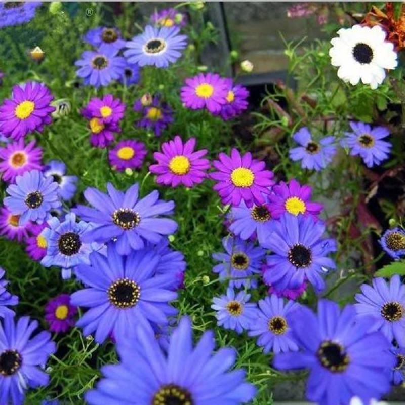 五色菊种子春秋播种阳台花坛盆栽花卉景观花海花卉种子籽