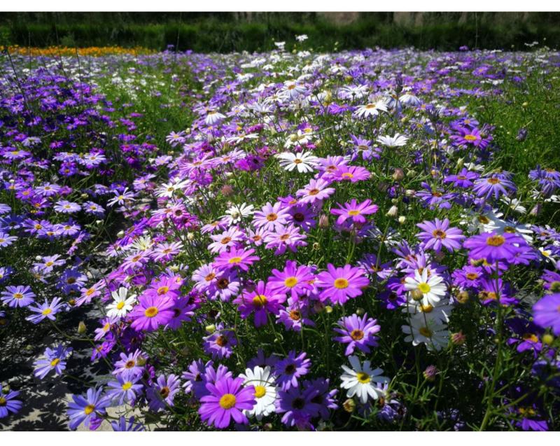 五色菊种子春秋播种阳台花坛盆栽花卉景观花海花卉种子籽