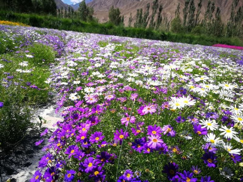五色菊种子春秋播种阳台花坛盆栽花卉景观花海花卉种子籽
