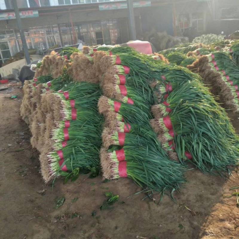 【精选】山东优质红根蒜苗，产地货源，品质保证，量大从优