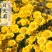 日光菊种子多年生宿根黄色菊当年开花赛菊芋耐寒耐旱花卉种子