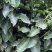 （牛）广西正宗沃柑苗，砂糖橘，金秋，免费指导种植技术