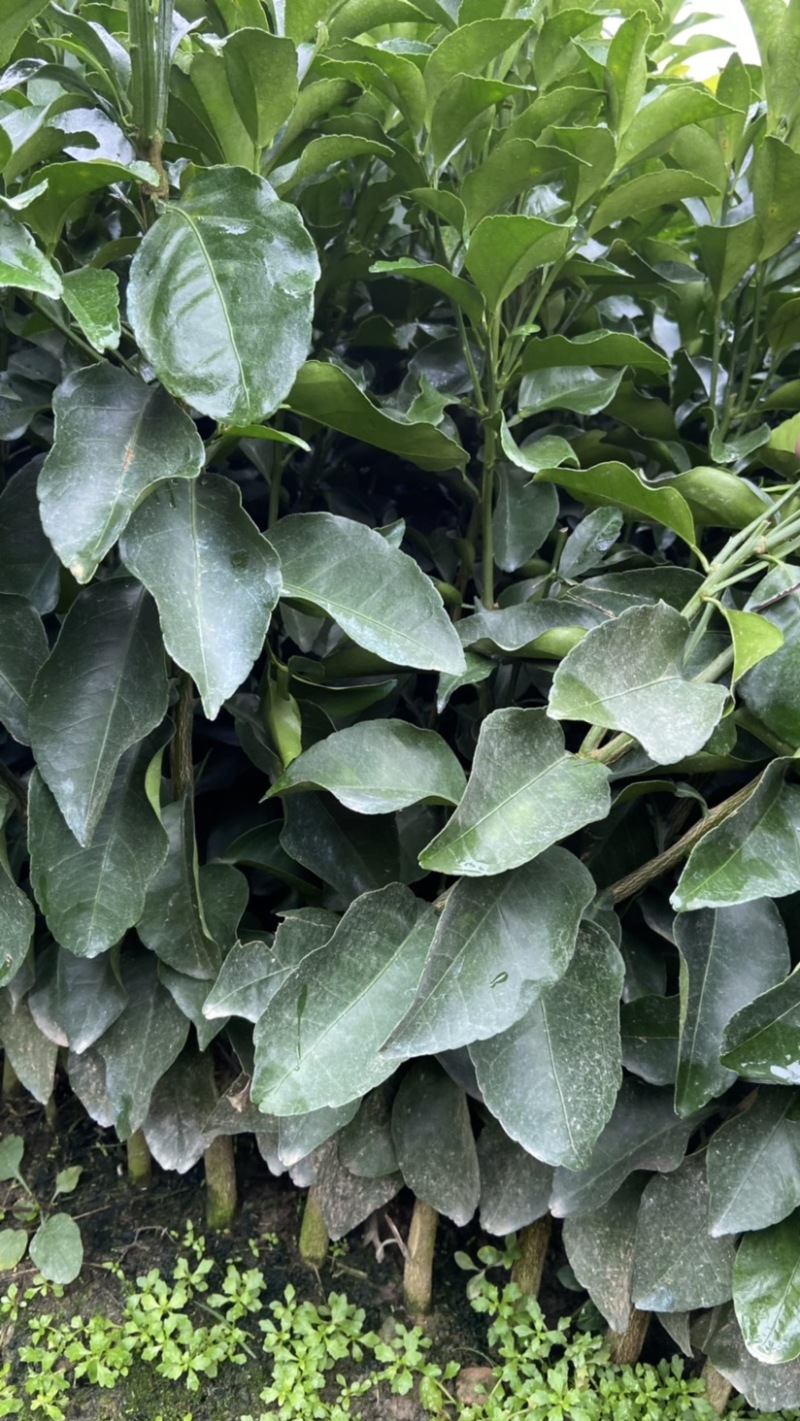 （牛）广西正宗沃柑苗，砂糖橘，金秋，免费指导种植技术